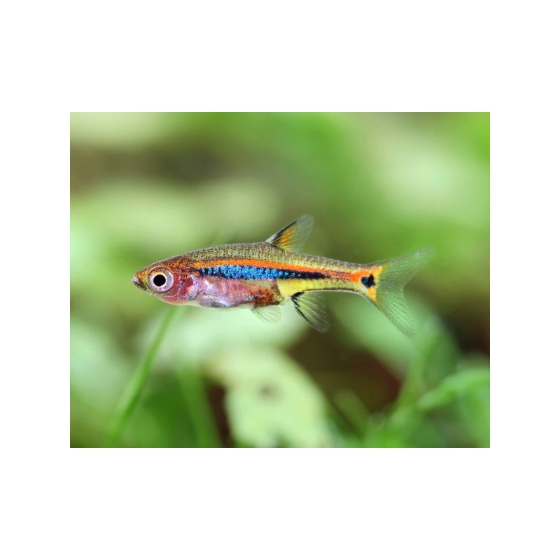 BORARAS UROPHTHALMOIDES