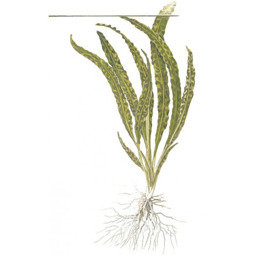 CRYPTOCORYNE CRISPATULA