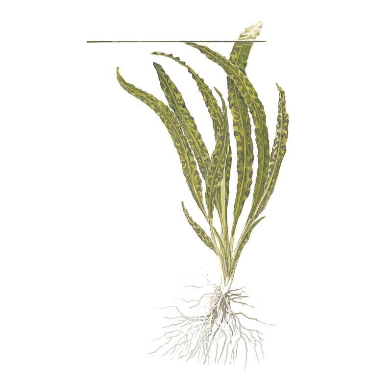 CRYPTOCORYNE CRISPATULA