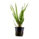 CRYPTOCORYNE CRISPATULA
