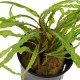 CRYPTOCORYNE CRISPATULA
