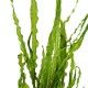 CRYPTOCORYNE CRISPATULA