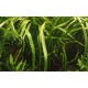 CRYPTOCORYNE CRISPATULA
