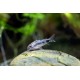 CORYDORA HABROSUS 