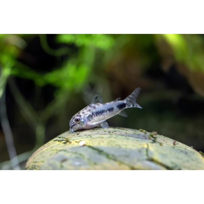 CORYDORA HABROSUS 