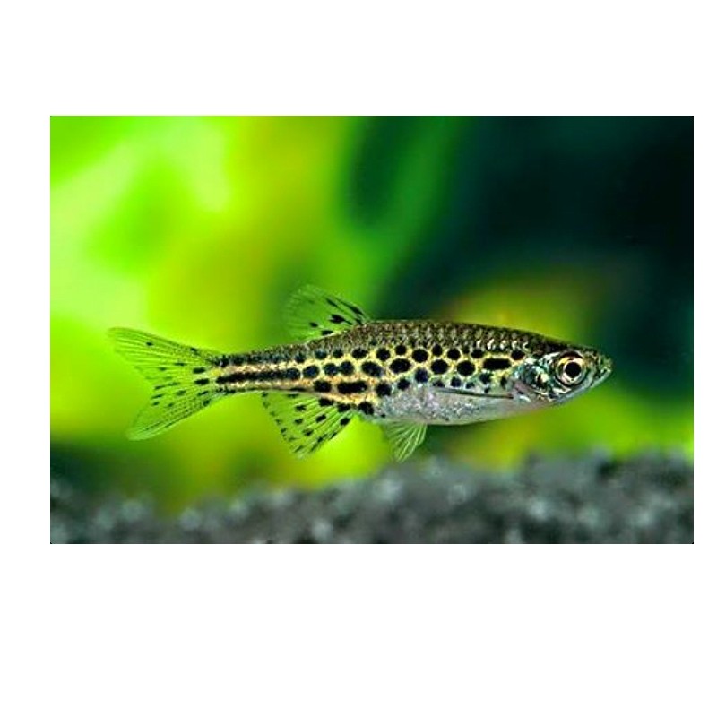 DANIO TINWINI 