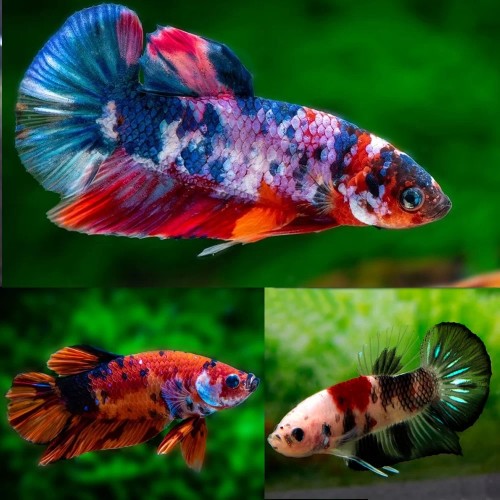 BETTA PLAKAT MACHO HALFMOON KOI