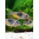 CORYDORA VENEZUELANUS