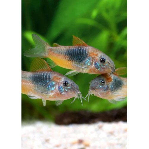 CORYDORA VENEZUELANUS