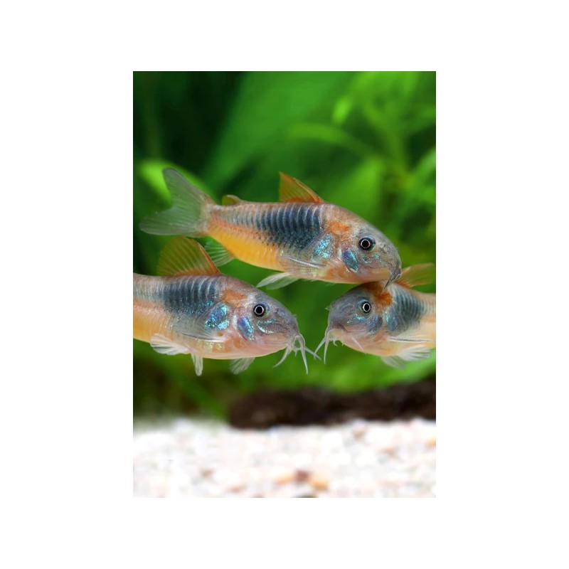 CORYDORA VENEZUELANUS