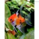 PTEROPHYLLUM SCALARE KOI RED DEVIL