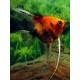 PTEROPHYLLUM SCALARE KOI RED DEVIL