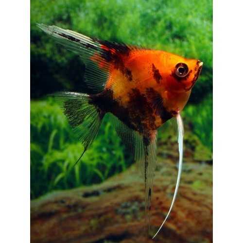 PTEROPHYLLUM SCALARE CABEÇA VERMELHA