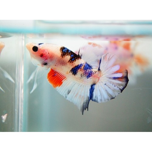 BETTA SPLENDENS PLAKAT MACHO KOI