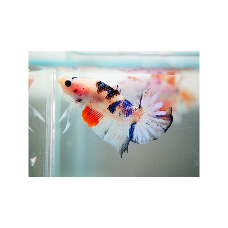 BETTA SPLENDENS  "KOI"