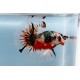 BETTA SPLENDENS  "KOI"