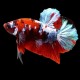 BETTA SPLENDENS PLAKAT MACHO "KOI"