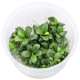 Anubias nana "bonsaï" (Mini-Mini) In Vitro