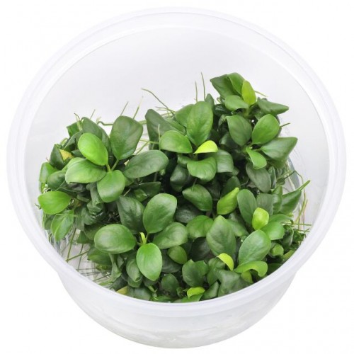 Anubias nana "bonsaï" (Mini-Mini) In Vitro
