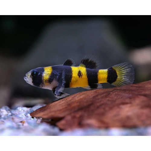 BRACHYGOBIUS DORIAE  2.5-3 CM