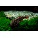 GASTROMYZON SP. "SK02"