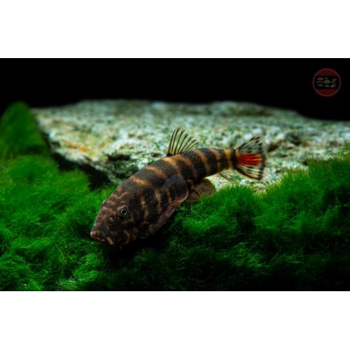 GASTROMYZON SP. "SK02"