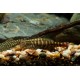 GASTROMYZON SP. "SK02"