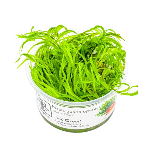 NAJAS GUADALUPENSIS "GUPPY GRASS"