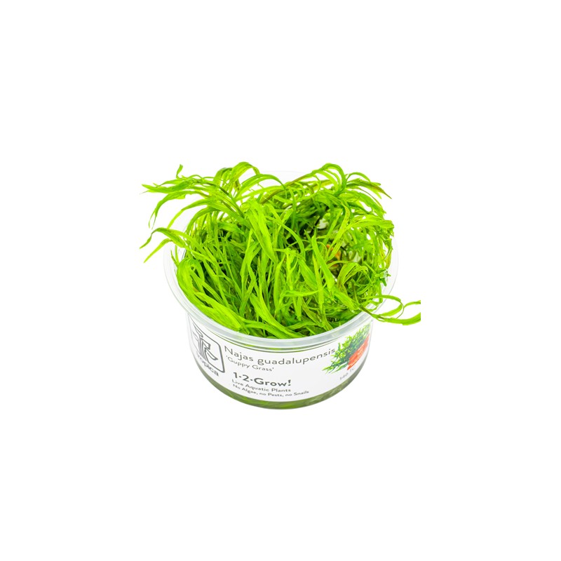 NAJAS GUADALUPENSIS "GUPPY GRASS"