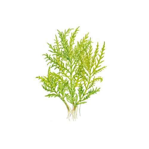 HYGROPHILA ODORA "DIFFORMIS"