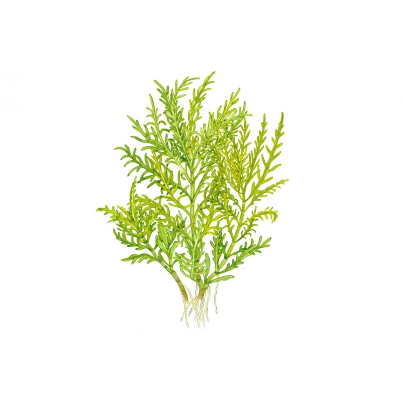 HYGROPHILA ODORA "DIFFORMIS"