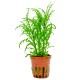 HYGROPHILA ODORA "DIFFORMIS"