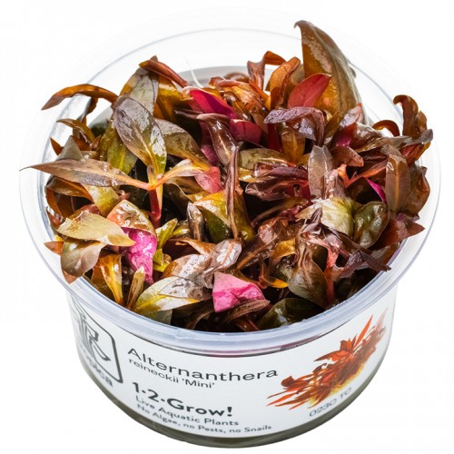 ALTERNANTHERA REINECKII ´MINI´