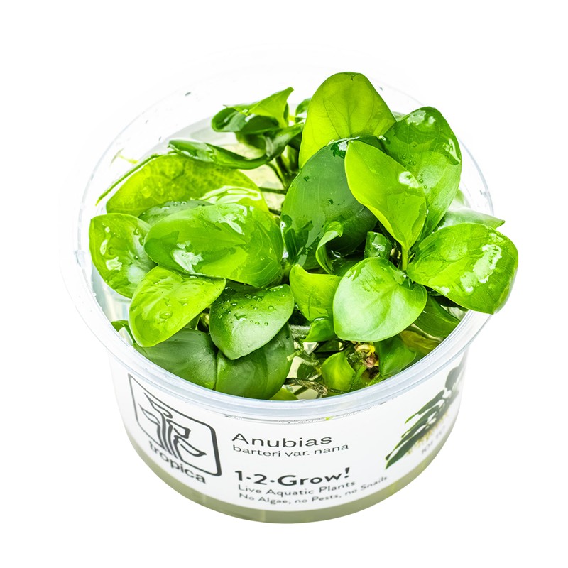 ANUBIAS BARTERI NANA