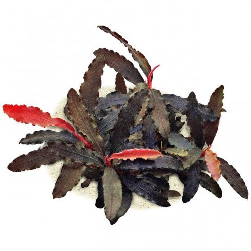 BUCEPHALANDRA BIBLIS