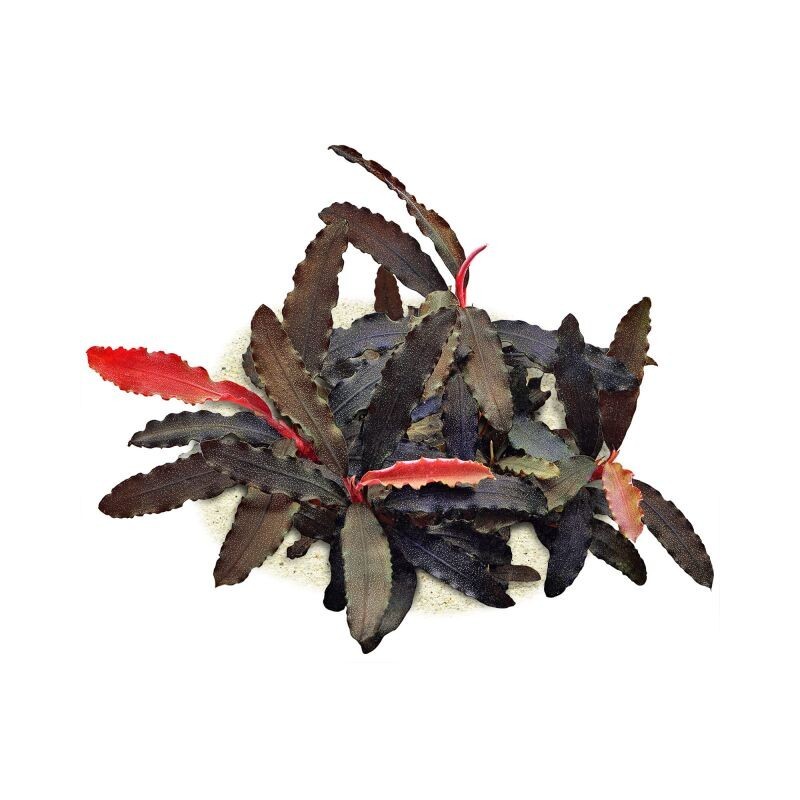 BUCEPHALANDRA BIBLIS