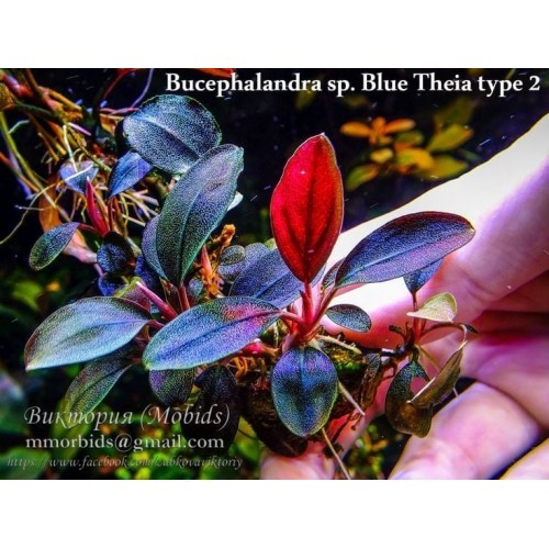BUCEPHALANDRA SP. "THEIA RED"