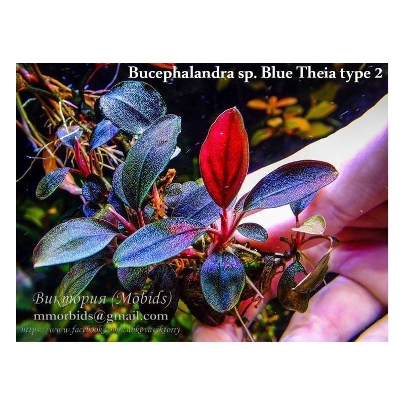 BUCEPHALANDRA SP. "THEIA RED"