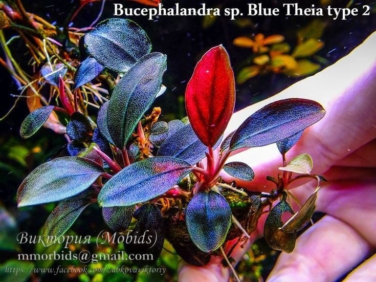 BUCEPHALANDRA SP. 