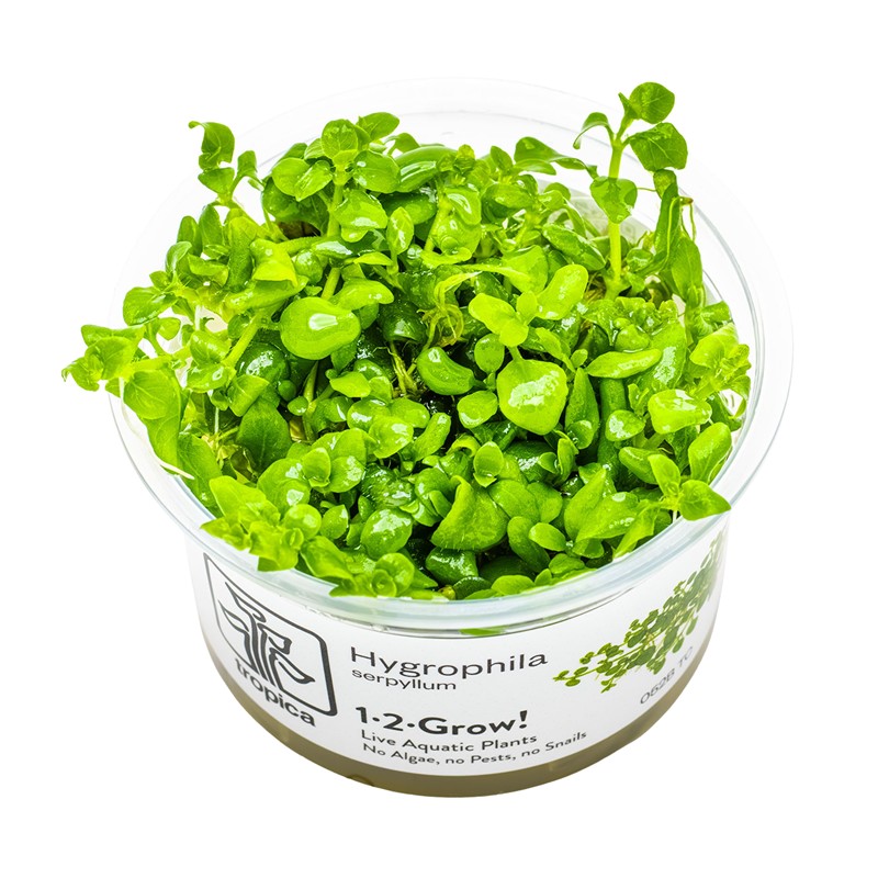 HYGROPHILA SERPYLLUM