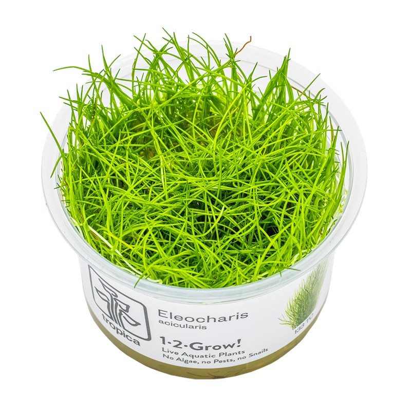 ELEOCHARIS ACICULARIS MINI/PUSILLA