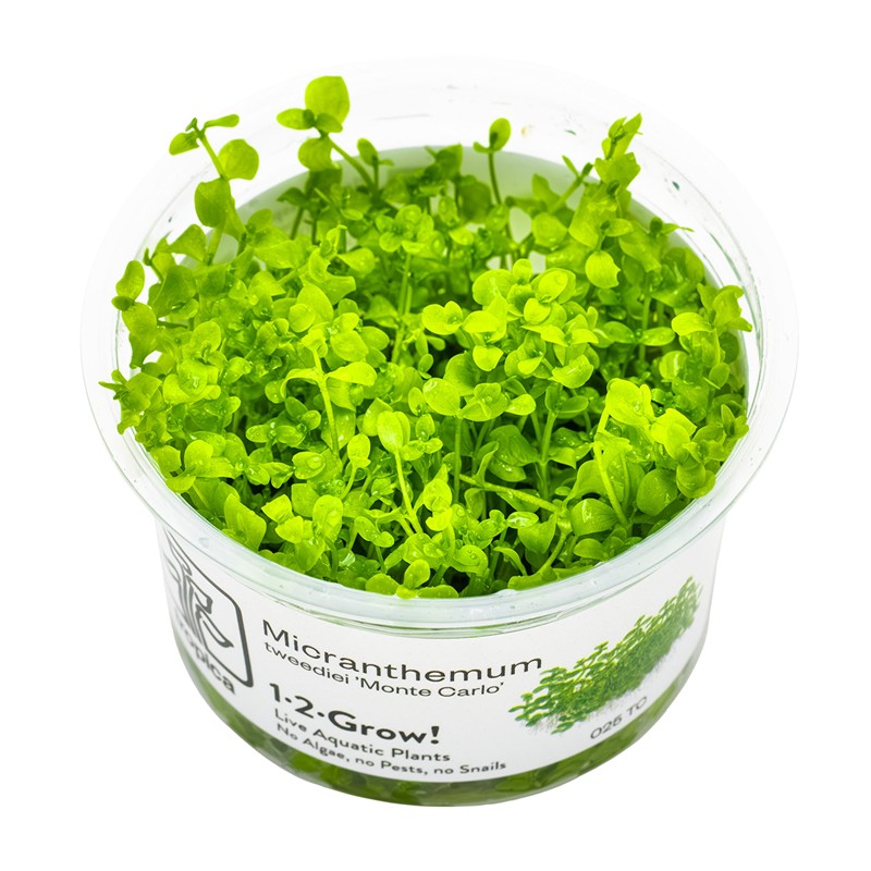 MICRANTHEMUM TWEEDIEI 'MONTE CARLO'