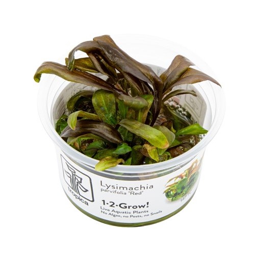LYSIMACHIA PARVIFOLIA "RED"