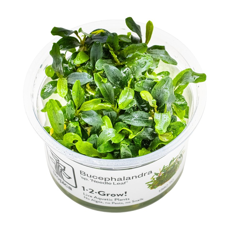 BUCEPHALANDRA "NEEDLE LEAF"