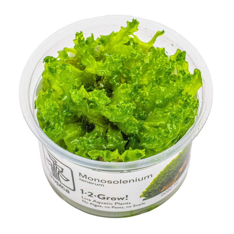 MONOSOLENIUM TENERUM