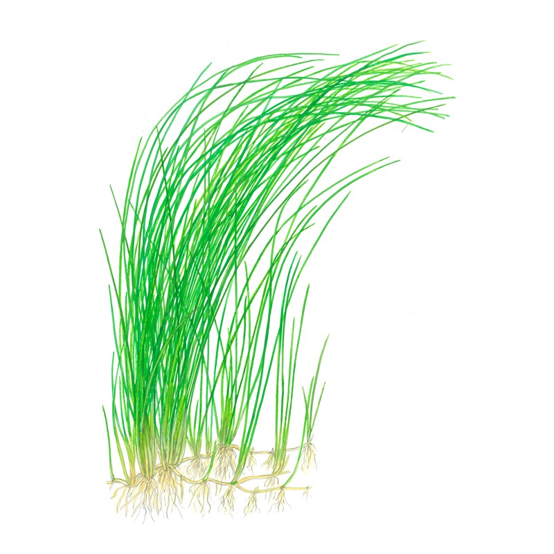 ELEOCHARIS MONTEVIDENSIS