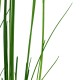 ELEOCHARIS MONTEVIDENSIS