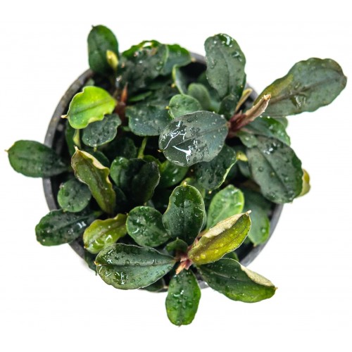 BUCEPHALANDRA SP. "MAIA"