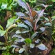 BUCEPHALANDRA SP. "THEIA GREEN"