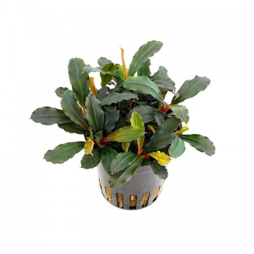 BUCEPHALANDRA SP. "THEIA GREEN"